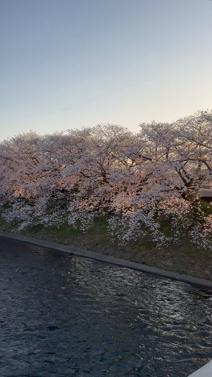 満開になった今朝の龍巌淵の桜が綺麗でした