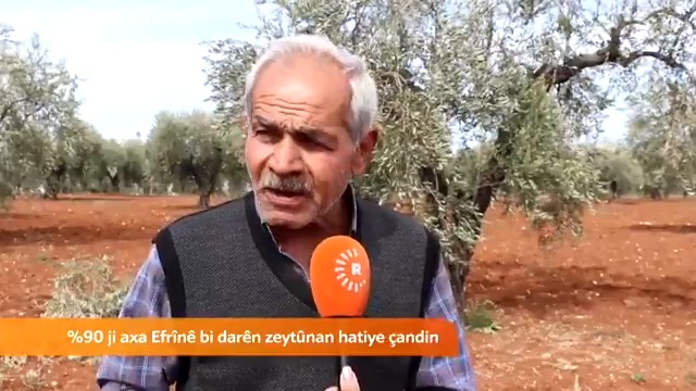 Darên zeytûnan ên xelkê Efrînê ji aliyê Erebên hawirde ve tên birîn û şewitandin Bavê Azad: 🫒 ❝Zeytûn nebin, em jî nabin❞ #Rojava #Efrîn