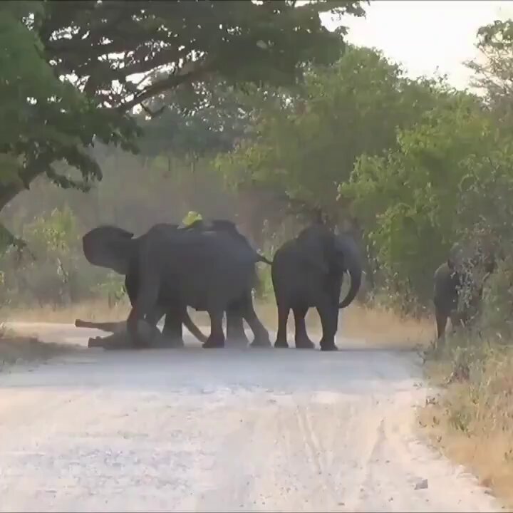 Elephants Desperately Try Bring Dying Calf Back to Life. There are times when words are not enough to describe the sadness of the situation captured in this video. The baby Elephant had been knocked down by a speeding vehicle. 😢 🎦 Credit: Heidi Haas.