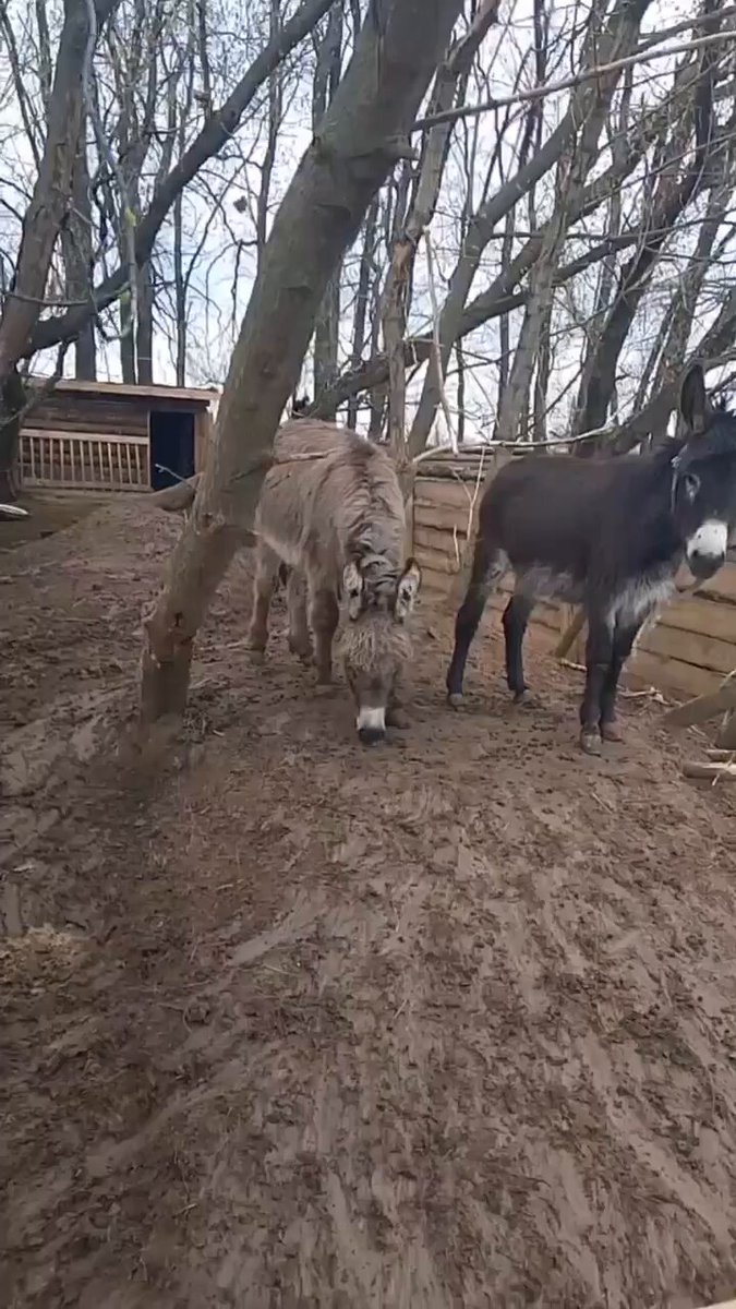 🫏😳 The Russians created a special unit for war donkeys in a planting on one of the front lines.