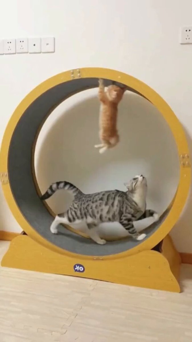 #Caturday is workout day