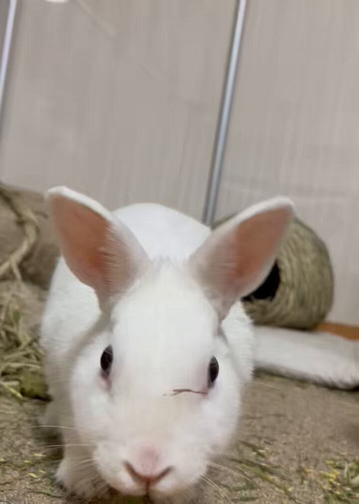 今夜もラムネがかわいい