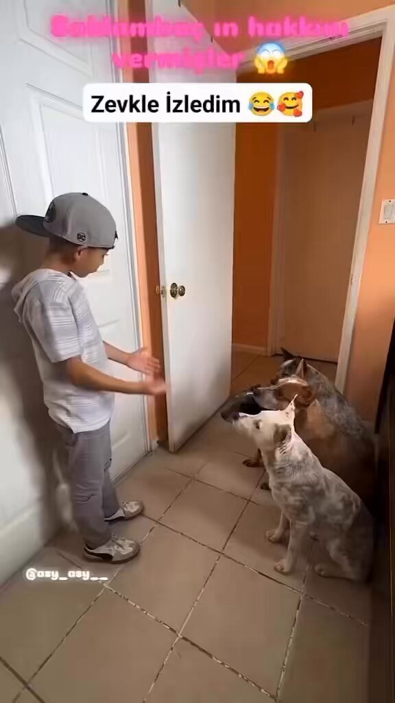 Playing hide and seek with dogs is so cute