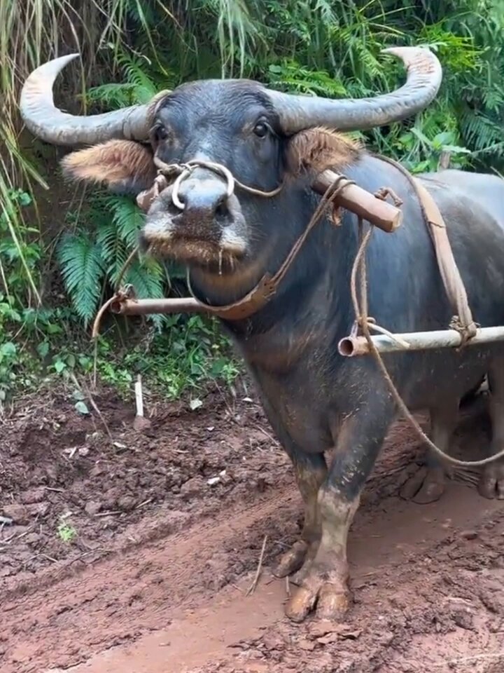 当，牛🐮走着走着突然停顿下来，此时它叫“牛顿”！🤣🤣