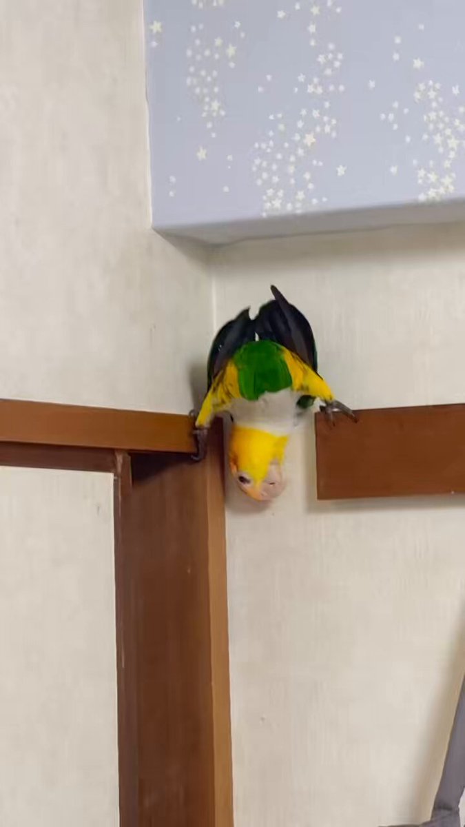 何という身体能力…😅