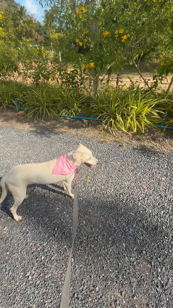 She has already picked up how to walk on a leash. You can see her looking back to check she is doing it right. I called her Bianca because it means “white” in Italian. She is already looking spectacular (5/6)