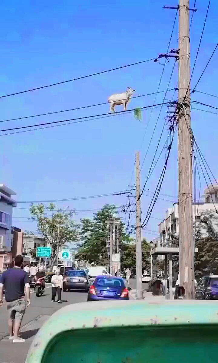 Gökten inerken tellere takılmış. Demek yine birisi oğlunu kesmeye kalkıştı. Kim acaba...