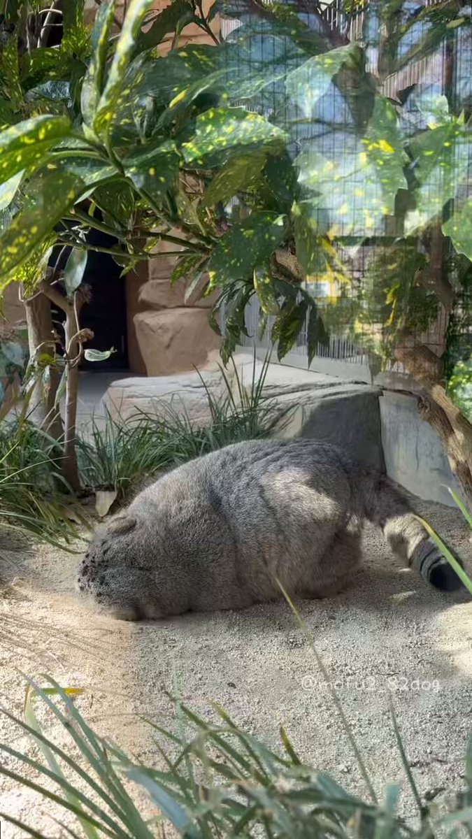 ごろんごろんの神イーリス君✨ 御御足、尊い (2025.1月撮影) #王子動物園 #マヌルネコ #イーリス