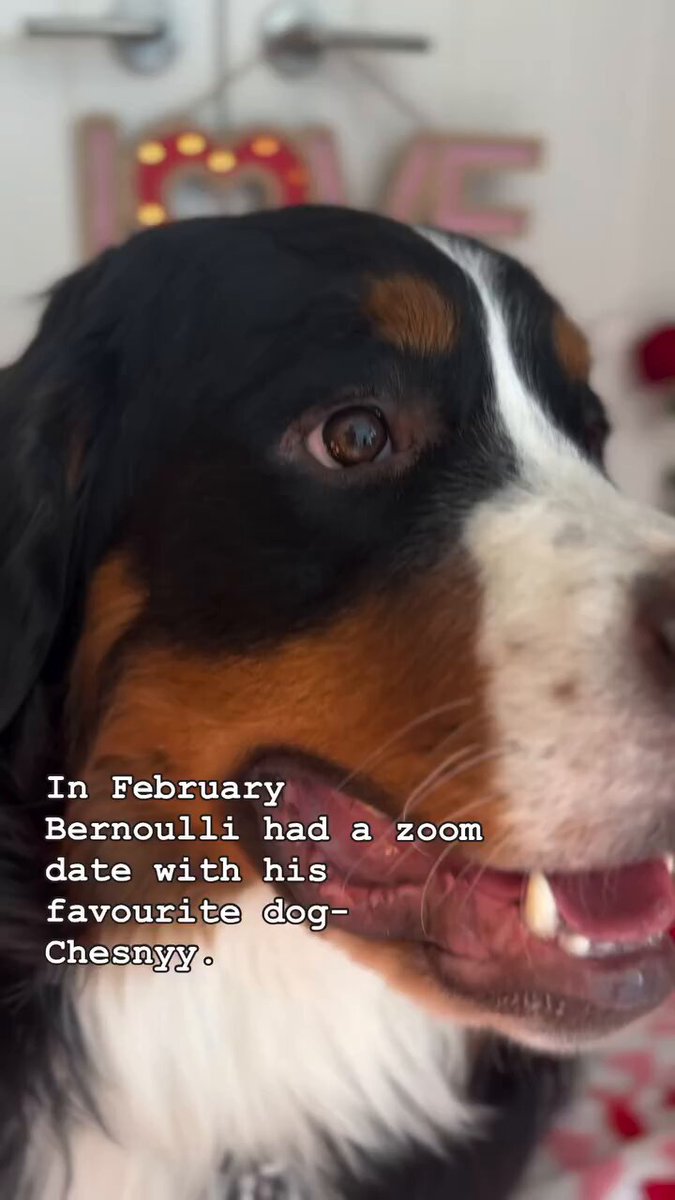 Bernoulli had another “date” with Chesnyy and he has some lessons in love: 1. Find someone who sees your silliness as a strength 2. Find someone who forgives your small mistakes. 3. Find someone willing to share. 4. Find someone smart, strong, and independent. 5. When you find someone like that, treat them with love. Thank you to Marla for letting Bernoulli play with the wonderfully adorable and wicked smart Chesnyy. Team Servicerottie🇨🇦🐕‍🦺🦽