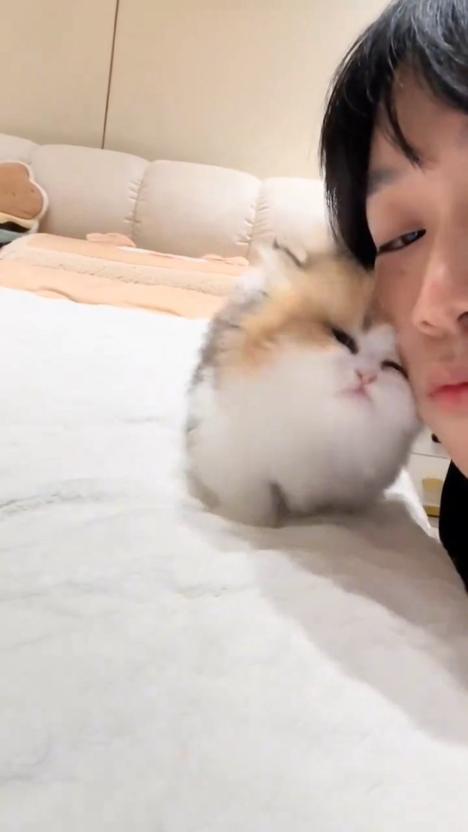 Lovely kitten ๐ฝ๐