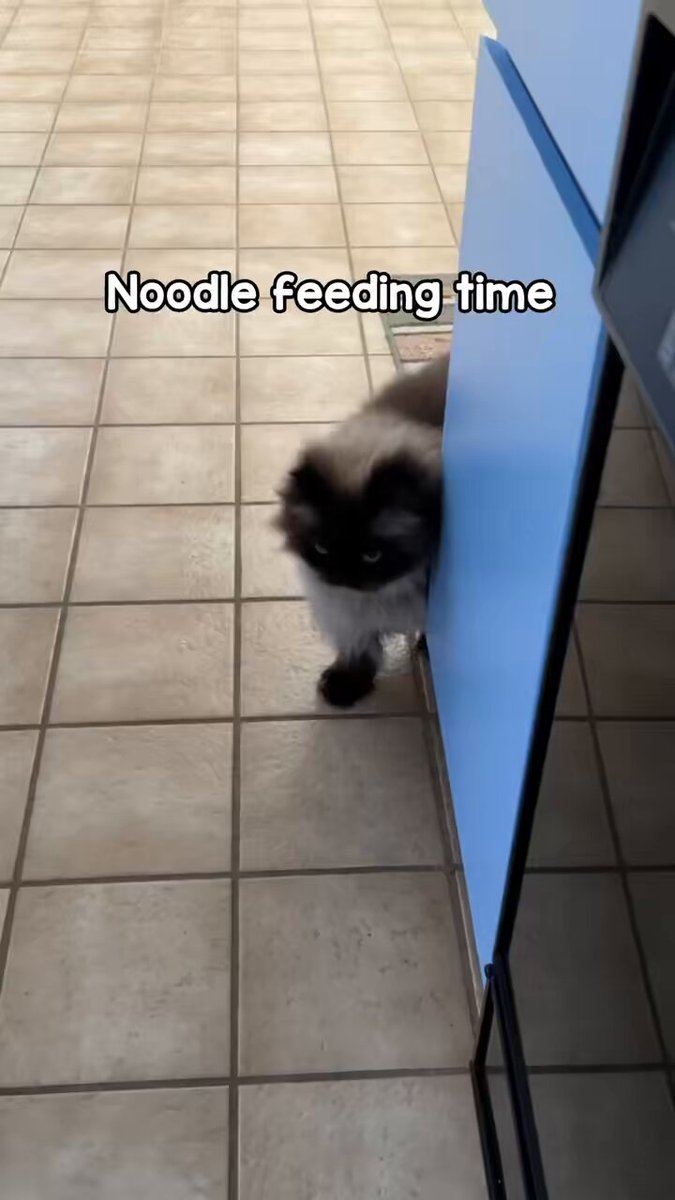 the sound of his meows are healing ✨