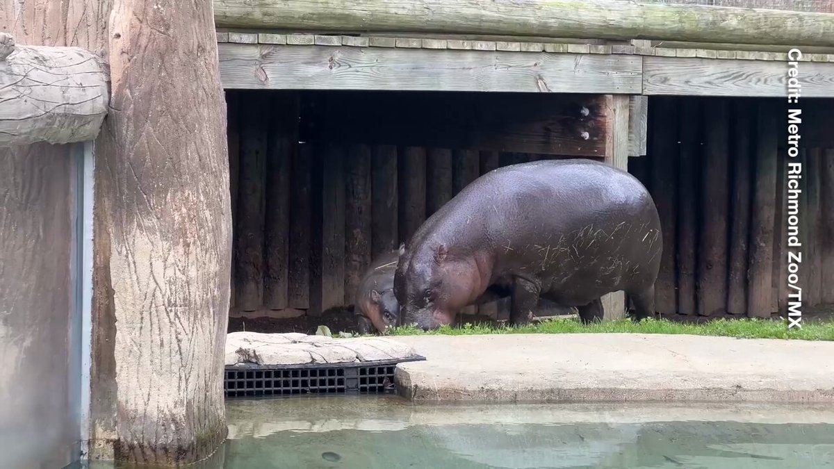 Spring has sprung, and so has Poppy! The baby pygmy hippo ventured outdoors for the first time, delighting visitors at the Metro Richmond Zoo.