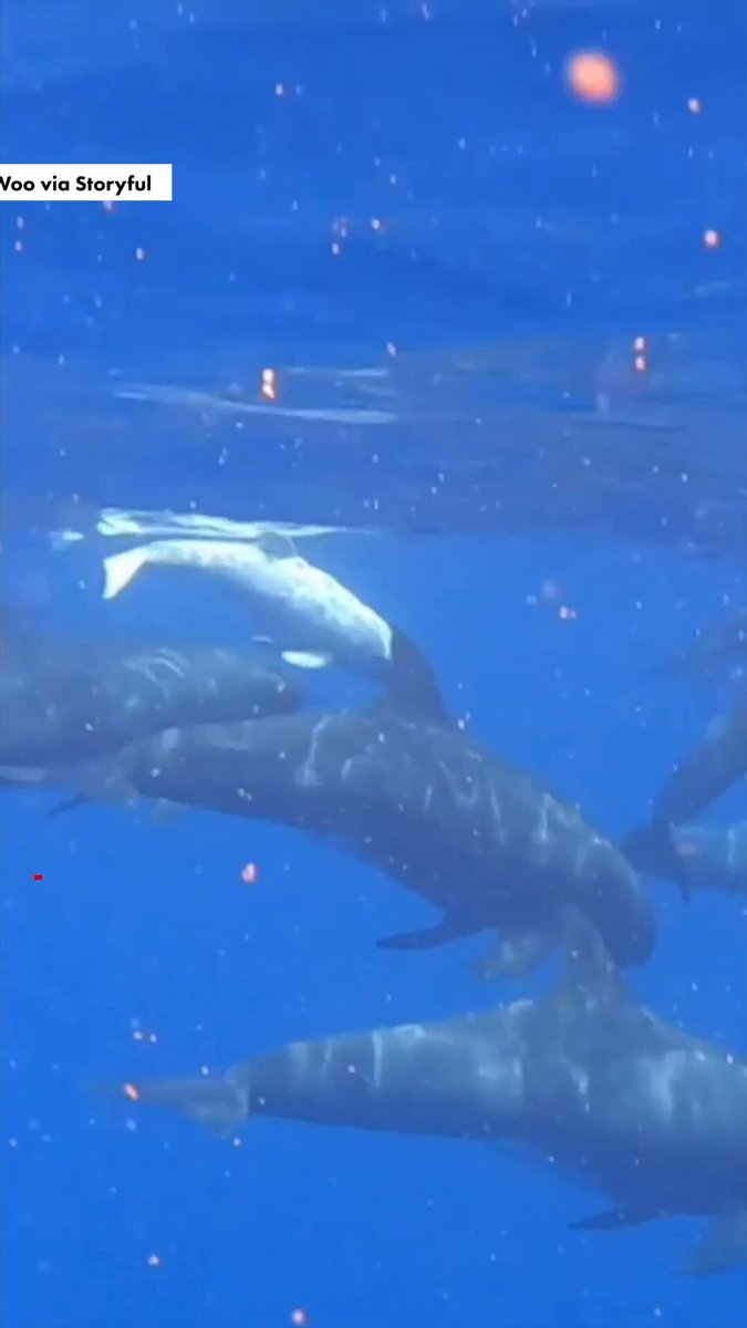 Baby white pigmy killer whale spotted in Hawaii