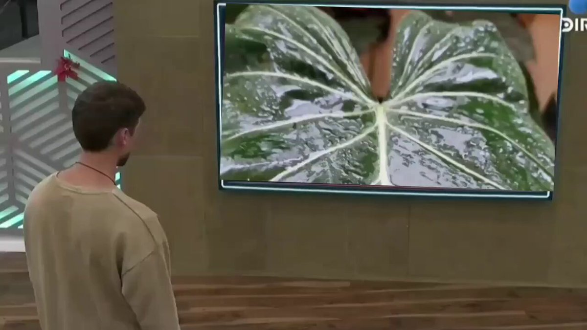 Tato viendo las jugadas de grupo su de 4. La maldita cabra #GranHermano