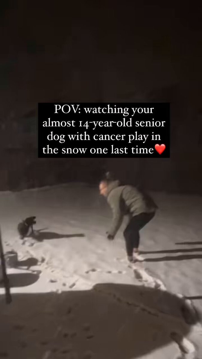 Watching your almost 14 year old dog with cancer playing in the snow one last time 🥲