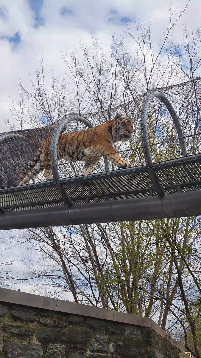 🛑 Amur Tiger Crossing! 🛑 Look up and you may just see the world's largest tiger species walking right above your head! With our Zoo360 trail system, our tigers can explore sights, sounds, and smells from around the Zoo! 🐯