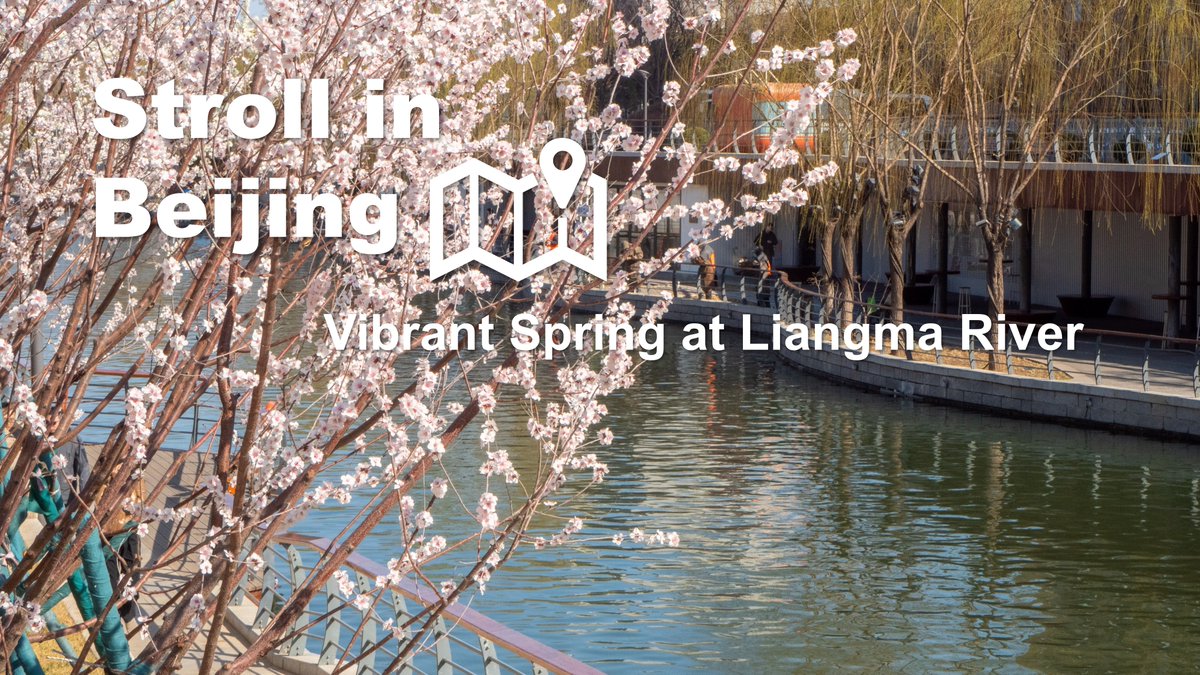 #LiangmaRiver offers a mix of nature, leisure, and city life. In #spring, flowers bloom along the river, making it an ideal spot for locals and tourists. With scenic trails and lush greenery, it's a haven for nature lovers and photographers. #StrollInBeijing #VisitBeijing