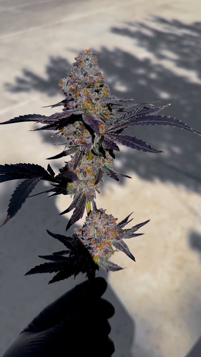 Still…Just a plant!