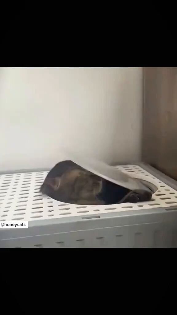猫ちゃんのおちっちょこいちょい動画 最初の猫ちゃんから微笑ましいずぎる、、、、😂 何個目の猫ちゃんが好きですか？