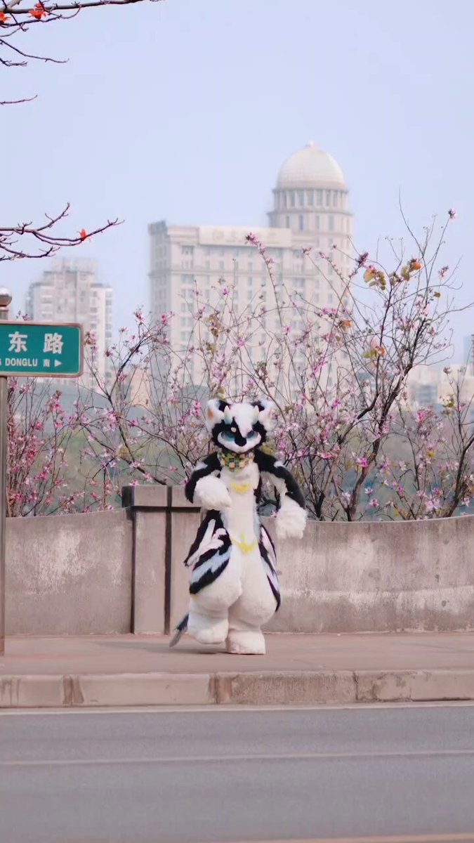 让短腿也能很明显的进行曲~ #jennie #likeJENNIE #furry #Fursuit #兽装 #牵比绒