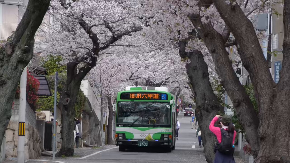 神戸 灘の桜のトンネルも見頃🌸🚌