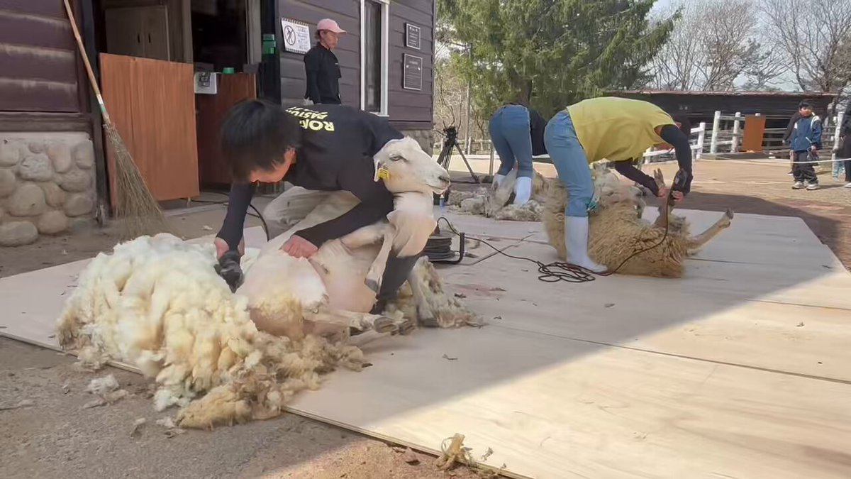 本日も一斉毛刈り実施しています！晴れて暖かくなってきました✨ このあと13:45から🐏✂️ #六甲山牧場 #羊 #羊の毛刈り