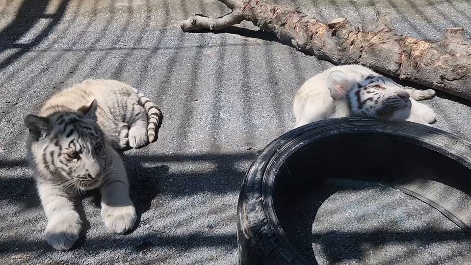 【とうぶチビとらダイアリー】 まったりモードのコタとハク🐾 タイヤに顎のせして寛いでいます☺️ #東武動物公園 #ベンガルトラ #ホワイトタイガー #ソルティ #コタ #ハク #赤ちゃん #とうぶチビとらダイアリー