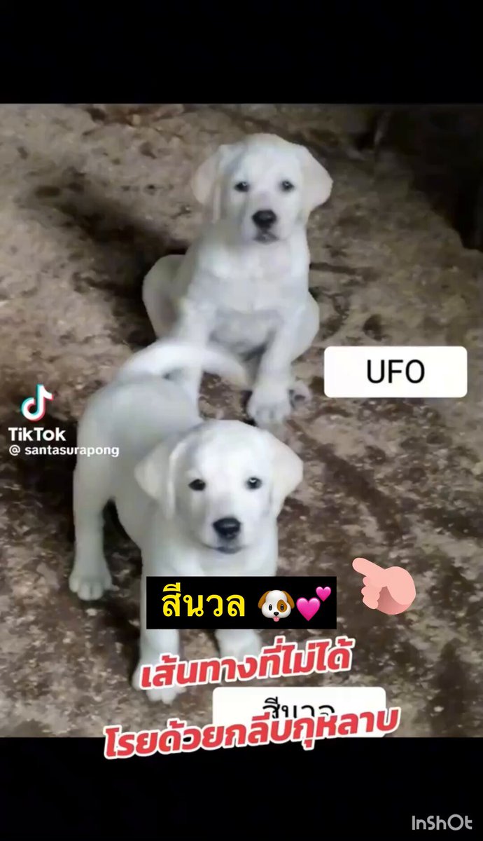 โอ๊ยย น่ารัก 🥰💕 กว่าจะเป็น”สีนวล “ #สุนัชK9 ที่ทั้งเท่และเก่งอย่างทุกวันนี้ เส้นทางไม่ได้โรยด้วยกลีบกุหลาบ ✨ พอว่างจากปฎิบัติหน้าที่ น้องนวลก็คือสุนัชตัวตึง ขี้เล่น มีอารมณ์ขันมากๆ เลย ยิ่งเวลาได้ตุ๊กตา เป็นเด็กน้อยเลย 💖 #ตึกถล่ม #ตึกสตงถล่ม #แผ่นดินไหวประเทศไทย #แผ่นดินไหว
