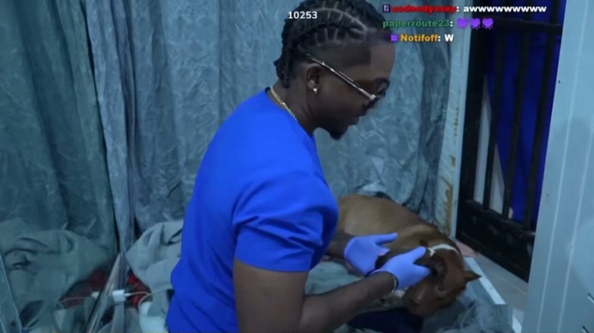 Last night, YourRAGE became the first streamer to deliver 11 healthy puppies live on stream from his dog, Gaia. 🥹 ✅ ( 12 in total with one more JUST NOW being delivered off-stream 😭)