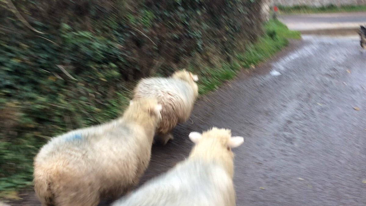 Crossing the footbridge like their Mummies taught them to when they were baby lambs … #cleversheep #theanclarflock