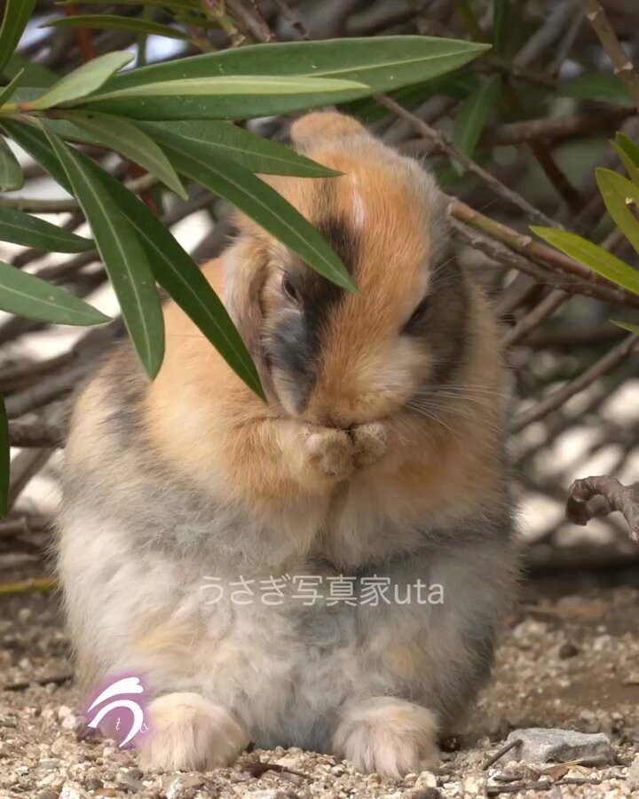 ティモテ🎶ティモテ🎶 おててペロペロー♪ ‥‥‥‥‥‥ぽふっっ