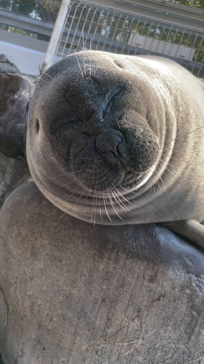 Big FAT sleepyhead over here…