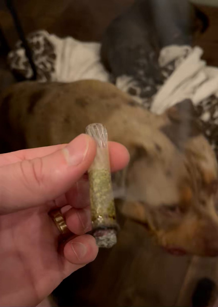 Anyone else’s dog super interested in weed all the time? lol