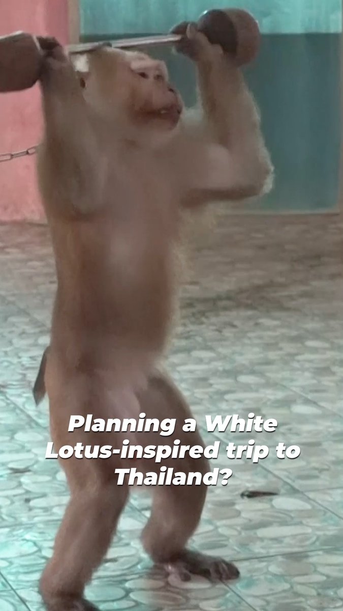 Sunday nights got you fantasizing about a trip to Thailand? Make sure to leave animal tourist traps out of your itineraryโno elephant rides, no tiger selfies, no excuses. The White Lotus is full of questionable choices, but skipping animal exploitation is one you won't regret.