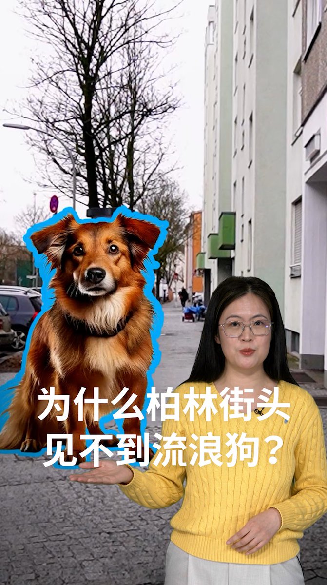 为什么柏林的街上见不到流浪狗? 你救助过流浪猫或是流浪狗吗?德国的毛孩子福利为什么这么好?🦮🐈