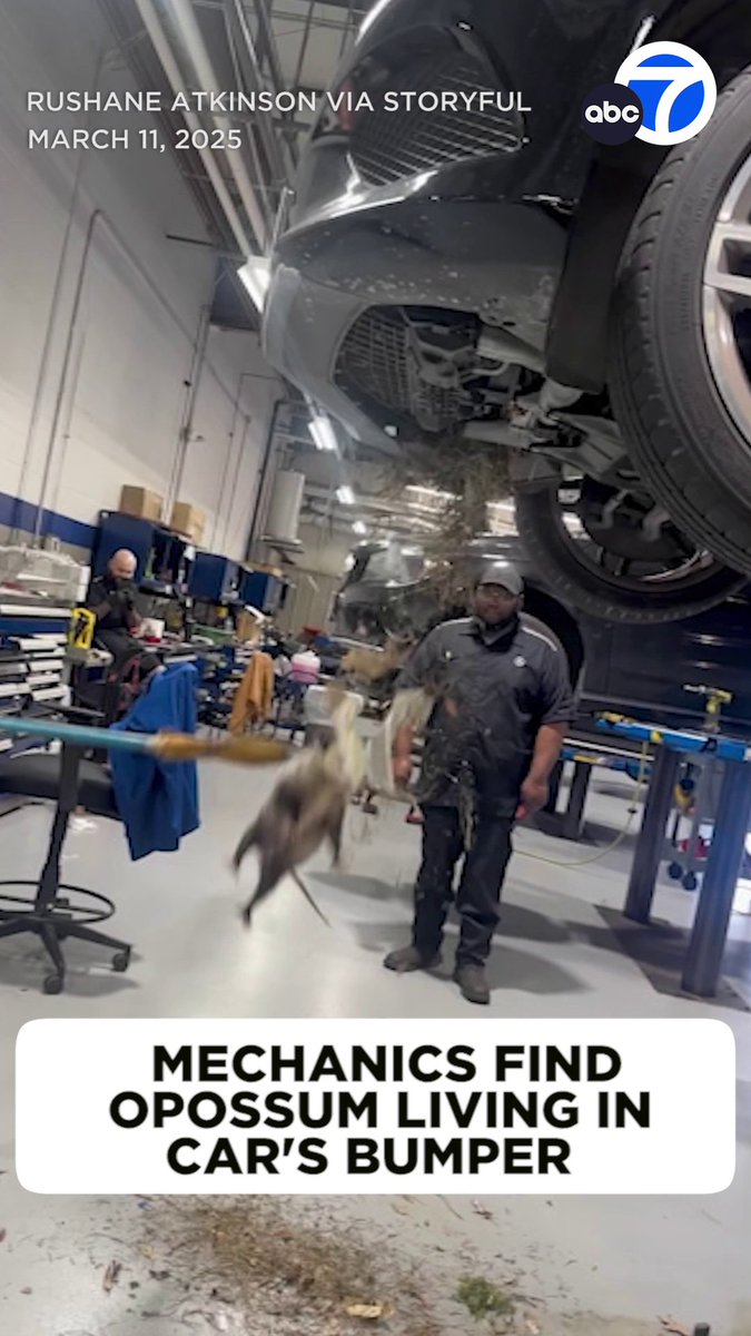 These auto mechanics in Houston were in for a big surprise when they discovered an opossum living in a car’s bumper! 😱