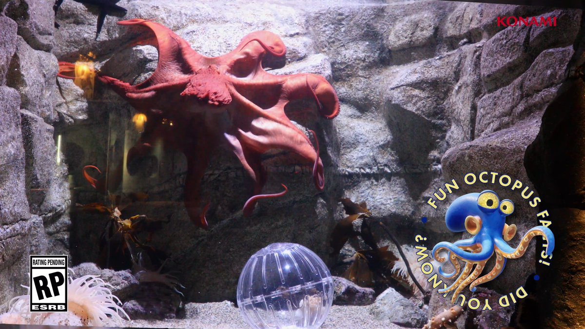 🐙 🌊 Did you know? Octopuses cover a lot of natural habitats with over 300 species worldwide! Some species can also last more than 30 minutes out of water. Our octopus Darwin will have to put these survival abilities to the test in Darwin's Paradox! if he wants to escape back home to the sea 🌊🌊 🔗 - #OctopusFacts #DarwinsParadox