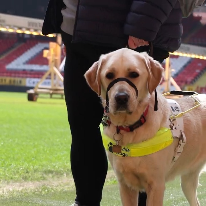 You may have spotted a furry friend in the Covered End this season ๐ถ Watch Kristinaโs story below and find out more about our audio descriptive service at The Valley!๐ #cafc | Charlotte Richardson