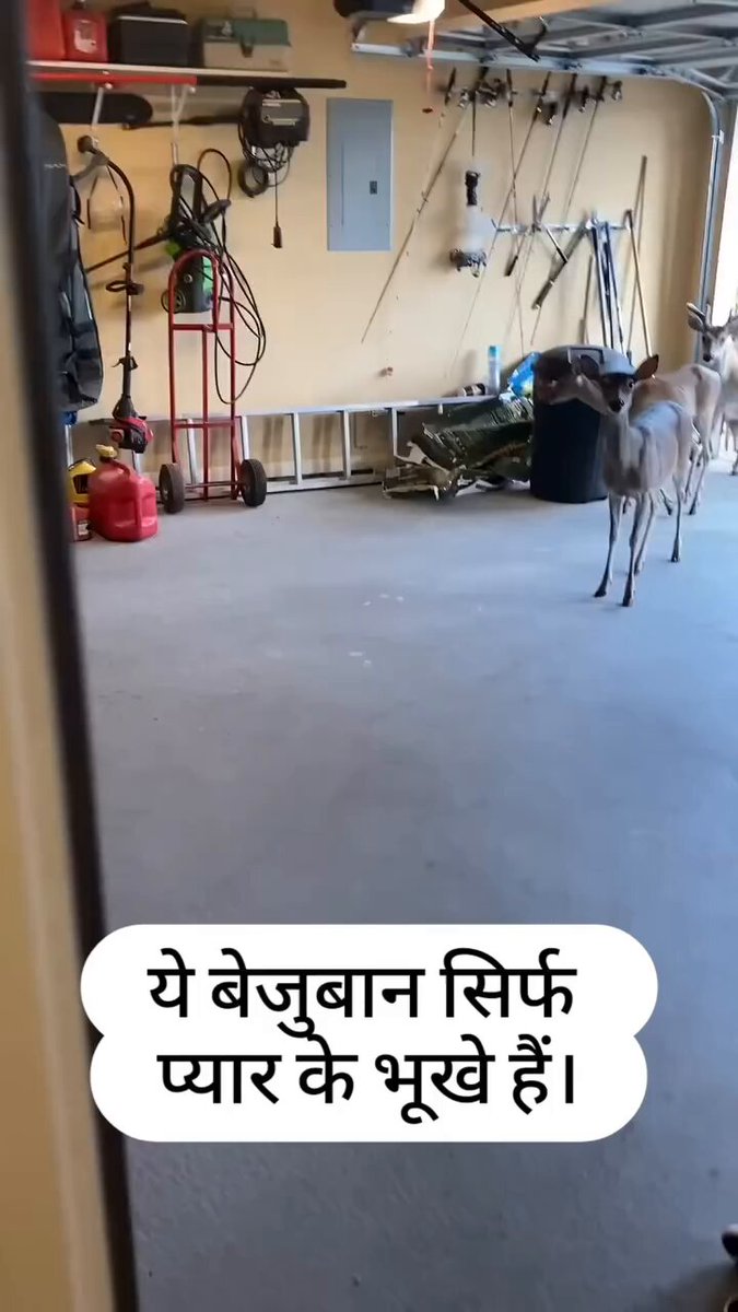 प्यार एक ऐसा तोहफा है देने लग जाओ तो बेजुबान भी झुक जाते हैं ताकत की जरूरत तब होती है जब कुछ बुरा करना हो वरना इस दुनिया में सब कुछ पाने के लिए प्रेम ही काफी है जयभीम नमोबुद्धाय