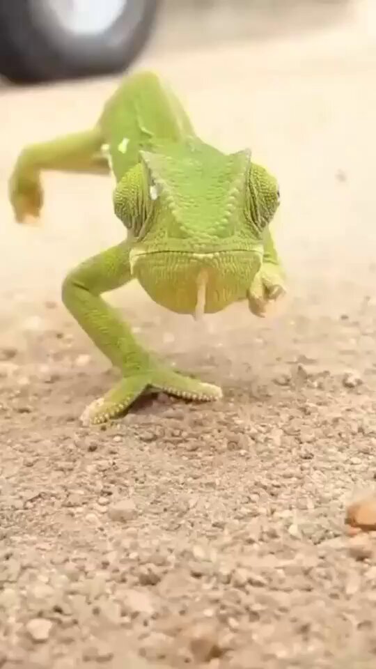 Chameleon eyes have a 342-degree field of vision without moving their heads.
