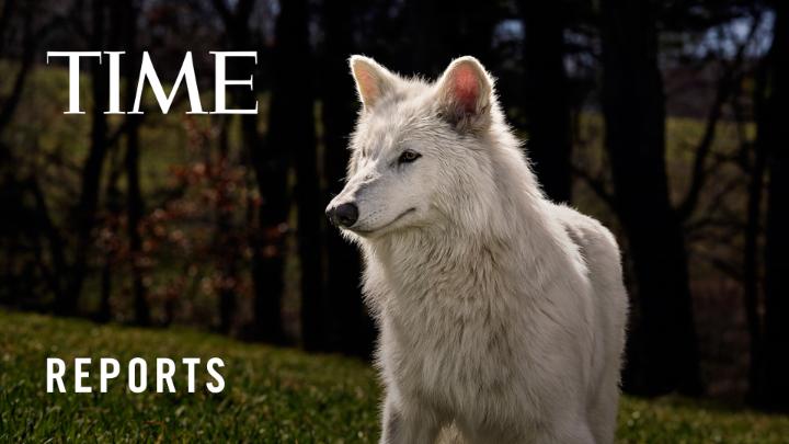 Meet the first dire wolves to exist in over 10,000 years