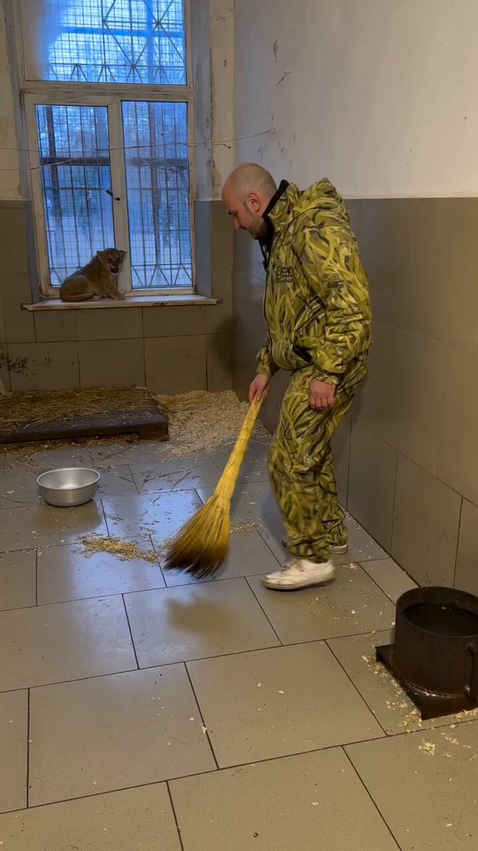 Bir Aslan bakıcısını temizlemeye gittiği alanda minik aslanlar tarafından gördüğü muamele: