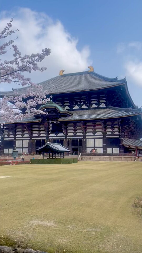 4/7朝、大仏殿の出口付近の廻廊沿いの桜🌸 Cherry blossoms 🌸 along the corridor near the exit of the Great Buddha Hall. #奈良 #東大寺 #大仏殿 #桜 #nara #todaiji #cherryblossoms