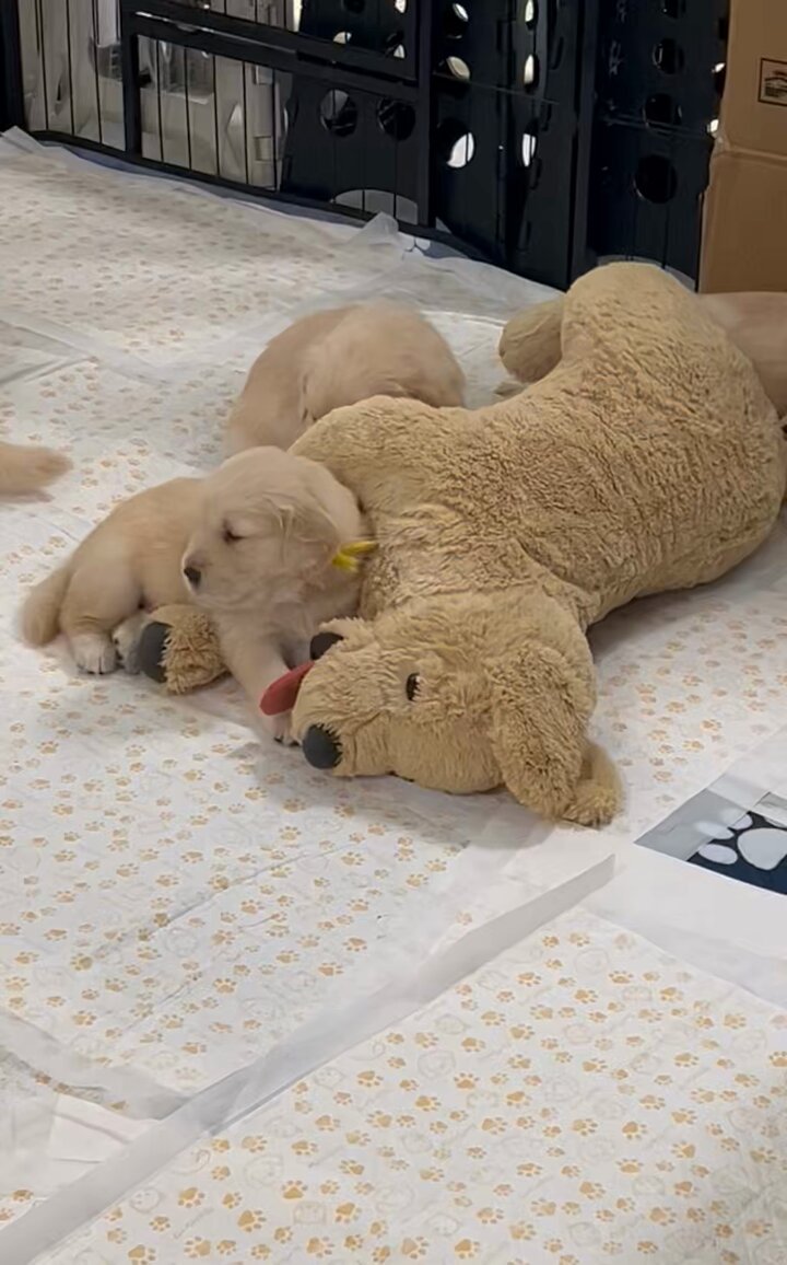 大きなぬいぐるみを振り回せるように進化中の生後28日目の子犬