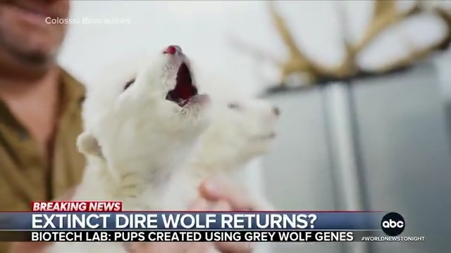 Colossal Biosciences says it brought back the dire wolf – a species that's been extinct for 13,000 years. ABC News News was given exclusive access to the Dallas laboratory where the revival became a reality. @mattgutmanABC reports on the scientific breakthrough.
