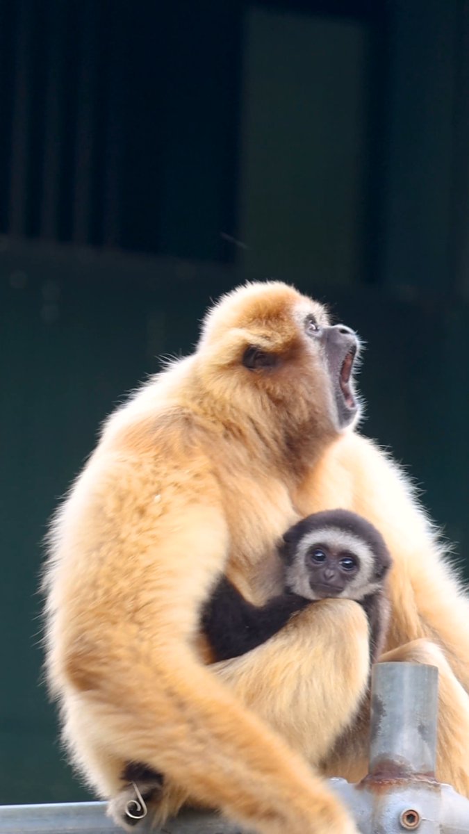 Sound up for some originally composed gibbon music 🎵 White-handed gibbons have very loud vocal displays. Gibbons often "sing" songs in the morning to communicate with the family and mark their territory to other neighboring groups!