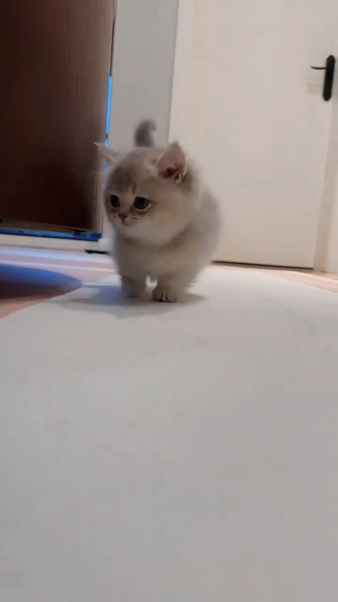 so adorable cat 😽💜