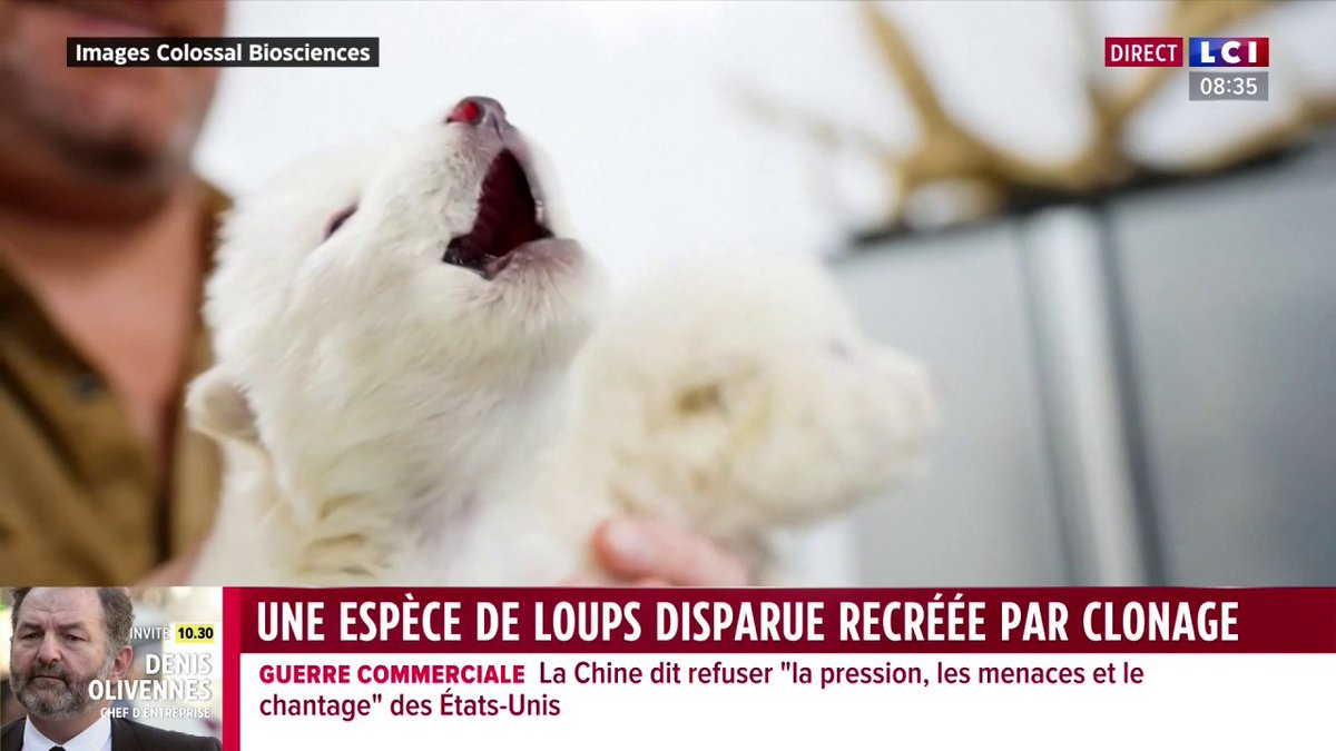 🐺 Une espèce de loups disparue depuis plus de 10 000 ans recréée par clonage !