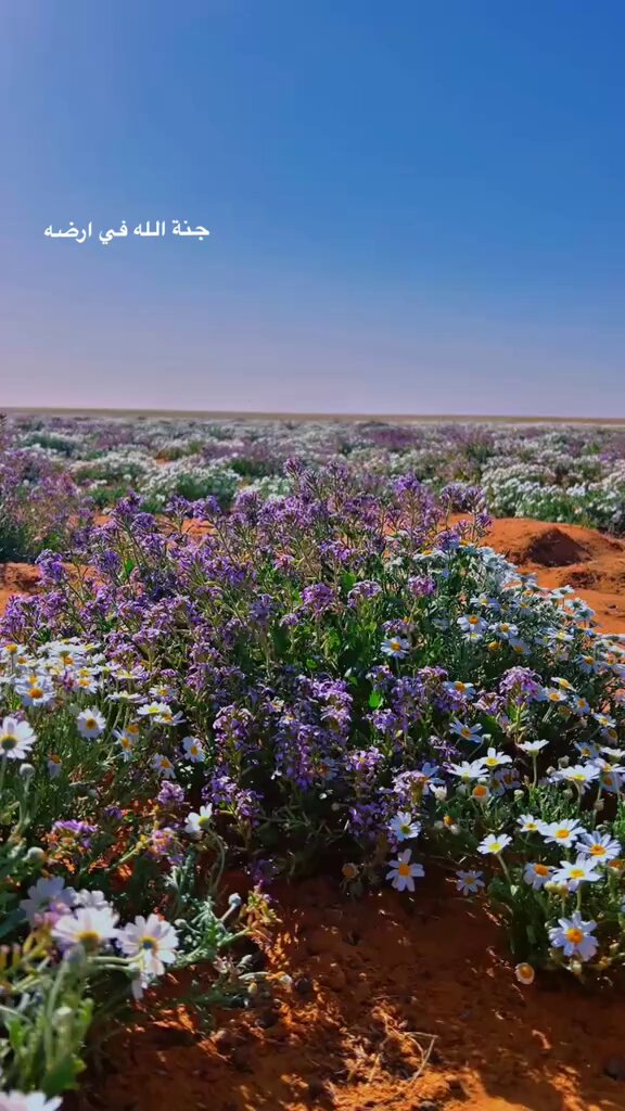 سبحان الله،منيصدق أن الصحاري تتغير بهذا الشكل الجميل‼️ إختلاط زهور الأقحوان و الخزامى معاً في منظر بديع و نادر🪻🌸