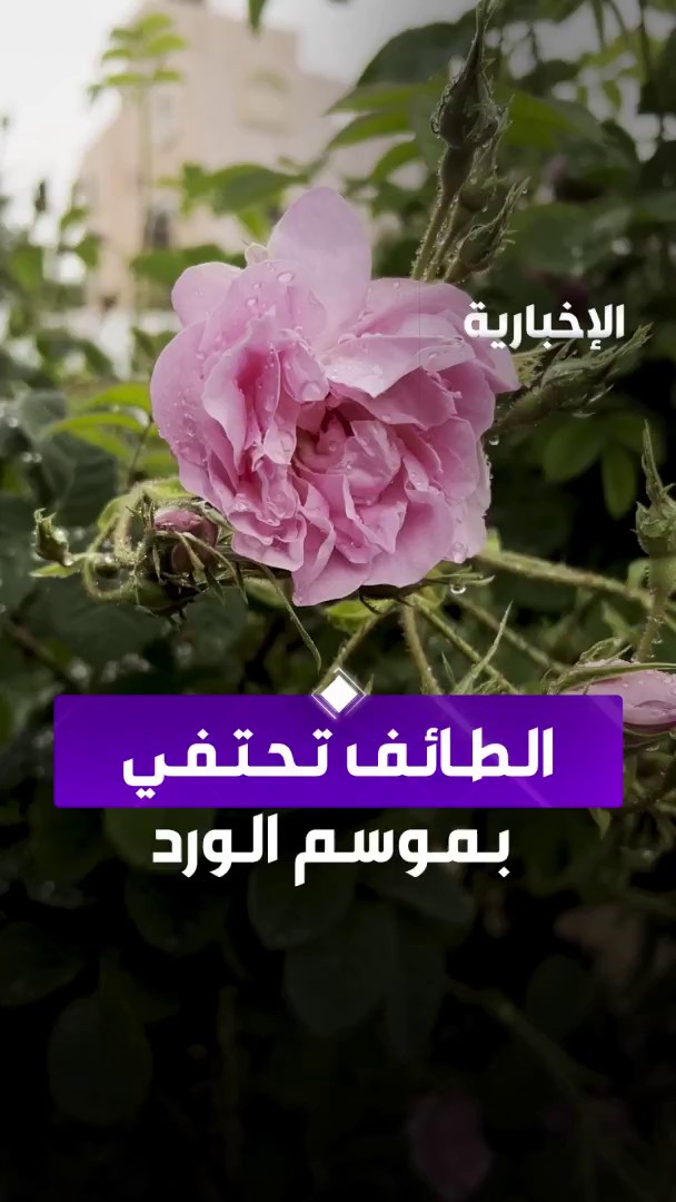 الطائف تحتفي بموسم الورد.. رمز الطائف المشهور عالميا والمورد الاقتصادي الذي يزين الأرض بألوانه الزاهية عبر مراسلة #الإخبارية سناء الزهراني